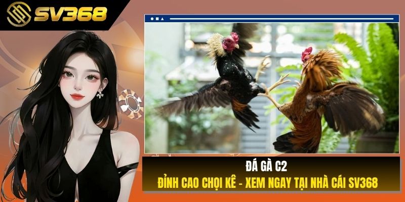 Đá Gà C2, Đỉnh Cao Chọi Kê - Xem Ngay Tại Nhà Cái SV368