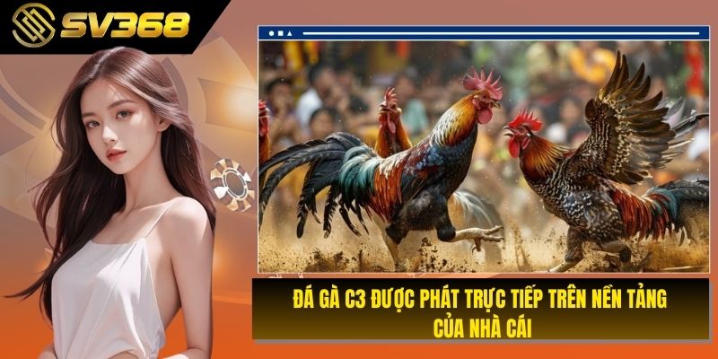 Đá gà C3 được phát trực tiếp trên nền tảng của nhà cái