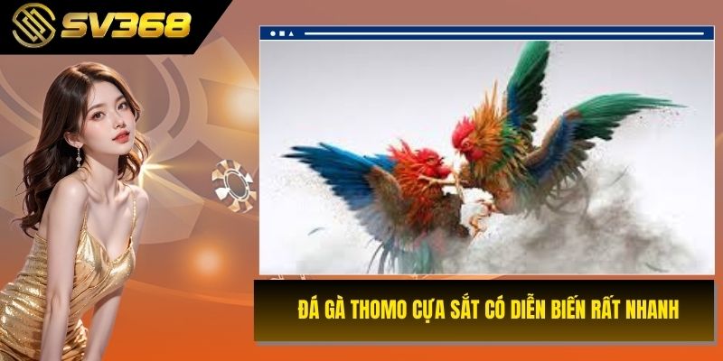 Đá gà Thomo cựa sắt có diễn biến rất nhanh