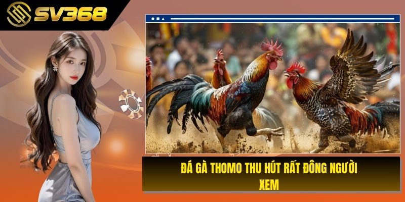 Đá gà Thomo thu hút rất đông người xem