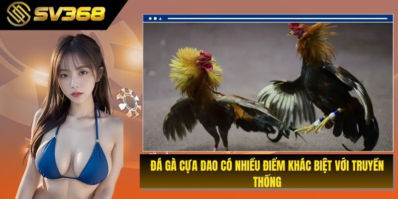 Đá gà cựa dao có nhiều điểm khác biệt với truyền thống