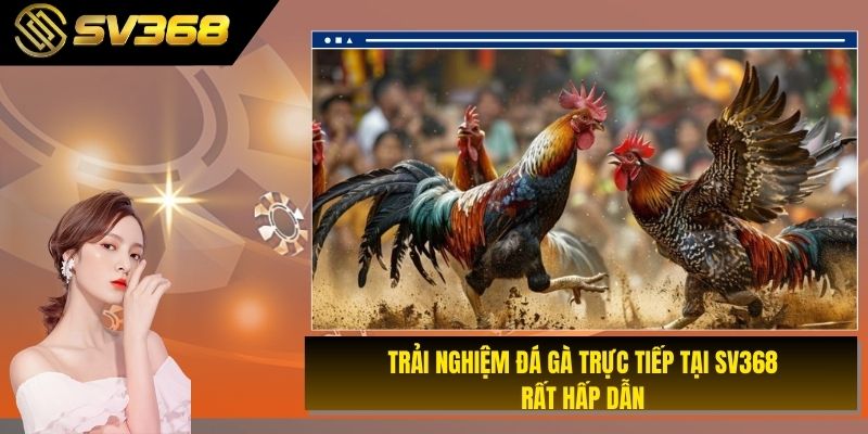 Trải nghiệm đá gà trực tiếp tại SV368 rất hấp dẫn